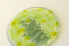 AD63_SoftGreens_sq800px72ppi